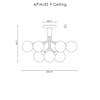 Diagram - Apiales 9 Ceiling