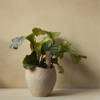 Plantas Planter